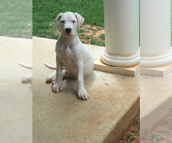 Medium Photo #5 Dogo Argentino Puppy For Sale in PICAYUNE, MS, USA