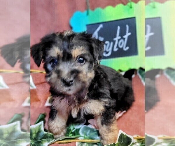 Medium Photo #14 Yorkshire Terrier Puppy For Sale in AKRON, OH, USA