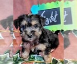 Small #4 Yorkshire Terrier