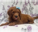 Small Photo #16 Goldendoodle-Poodle (Standard) Mix Puppy For Sale in LAKELAND, FL, USA