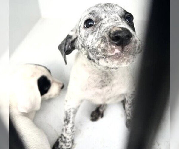 Medium Photo #1 Mutt Puppy For Sale in Houston, TX, USA
