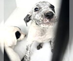 Small Mutt