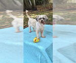 Small #5 Shih Tzu
