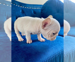 Small #22 French Bulldog