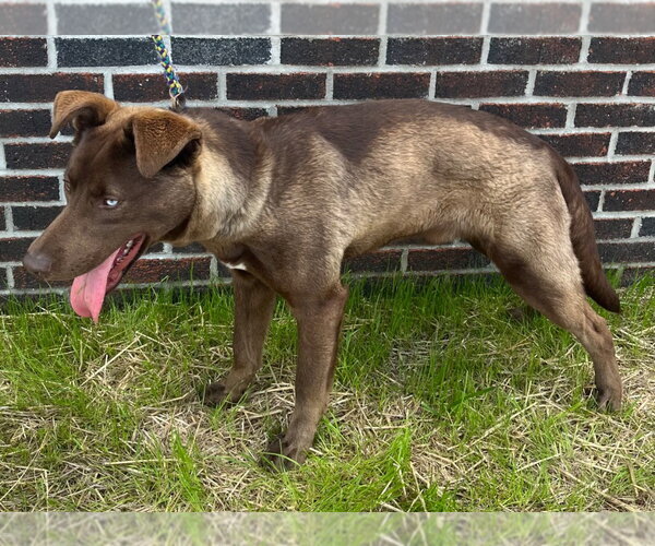 Medium Photo #3 Labrador Retriever Puppy For Sale in Tarboro, NC, USA