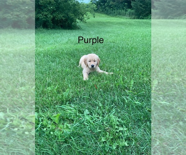 Medium Photo #1 Golden Retriever Puppy For Sale in COON VALLEY, WI, USA