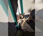 Small Mutt