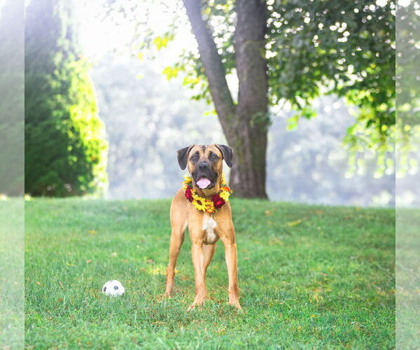 Medium Photo #5 Boxer-Unknown Mix Puppy For Sale in Unionville, PA, USA