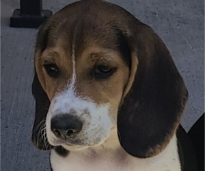 Beagle Puppy for sale in CYPRESS, TX, USA
