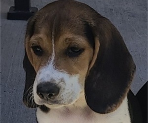 Medium Beagle