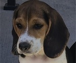 Small Photo #1 Beagle Puppy For Sale in CYPRESS, TX, USA