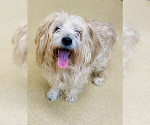 Maltese-Norfolk Terrier Mix Dogs for adoption in Derwood, MD, USA