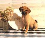 Small Photo #2 Puggle Puppy For Sale in PINE GROVE, PA, USA