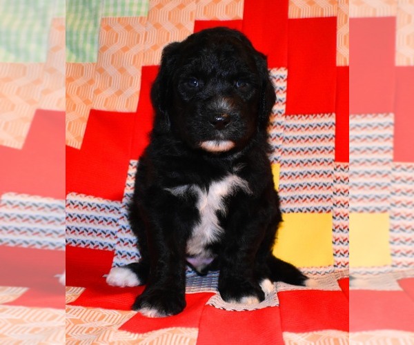 Medium Photo #8 Sheepadoodle Puppy For Sale in ASPERMONT, TX, USA