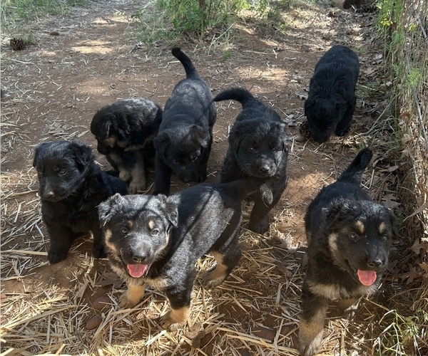 Medium Photo #1 German Shepherd Dog Puppy For Sale in GOLDENDALE, WA, USA