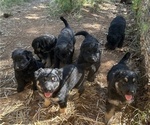 Small German Shepherd Dog