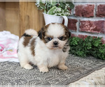 Jessie - Female Shih Tzu Puppy for Sale - Photo #5