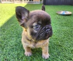 Small #8 French Bulldog