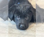 Small #3 Labrador Retriever Mix