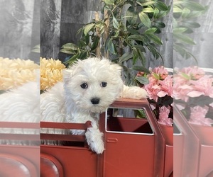 Maltese Puppy for sale in CANOGA, NY, USA