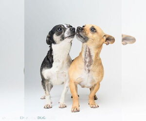Bonded Pair - Ryver & Ryder - Female Chihuahua Dog for Adoption - Photo #3