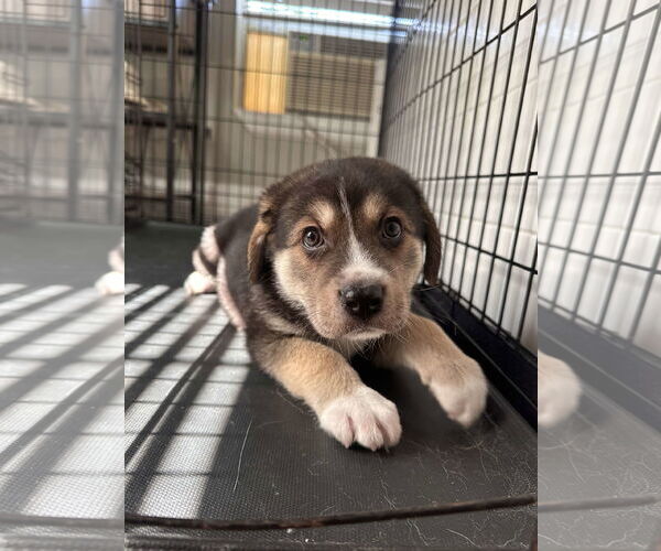 Medium Photo #10 Great Pyrenees-Unknown Mix Puppy For Sale in Houston, TX, USA