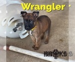 Small Photo #9 Dutch Shepherd Dog Puppy For Sale in COLLINSVILLE, OK, USA