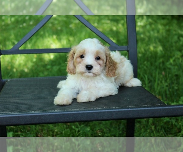 Medium Photo #5 Cavapoo Puppy For Sale in BELDING, MI, USA