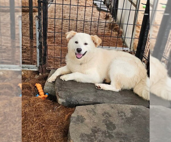 Medium Photo #2 Golden Retriever-pomeranian spitz Mix Puppy For Sale in Agoura Hills, CA, USA