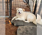 Small #1 Golden Retriever-pomeranian spitz Mix