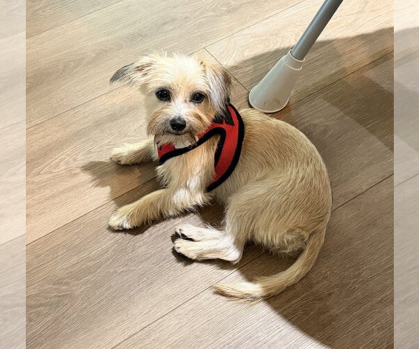 Medium Photo #2 Mutt Puppy For Sale in Arlington, VA, USA