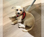 Small #1 Mutt