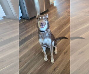 German Shepherd Dog Dogs for adoption in Forest, VA, USA