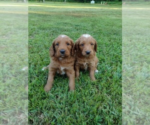 Goldendoodle Puppy for Sale in SONORA, Kentucky USA