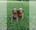 Small Photo #1 Goldendoodle Puppy For Sale in SONORA, KY, USA