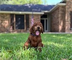 Small #12 Poodle (Standard)
