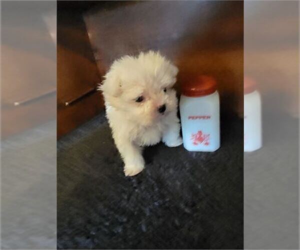 Medium Photo #8 Maltese Puppy For Sale in TAMPA, FL, USA