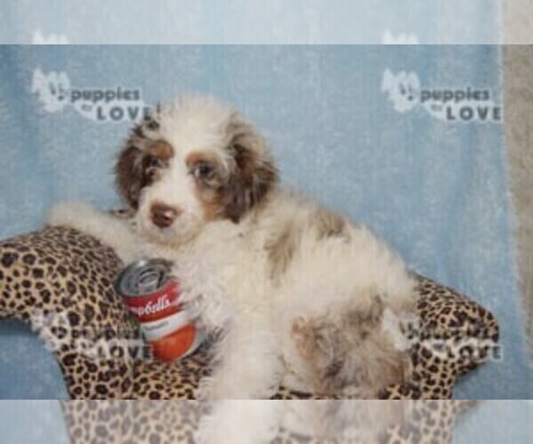 Medium Photo #4 Aussiedoodle Puppy For Sale in SANGER, TX, USA