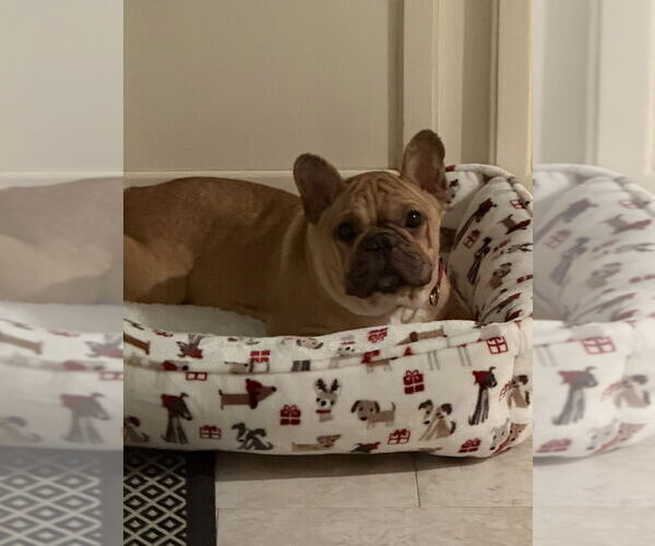 Medium Photo #7 French Bulldog Puppy For Sale in Oak Bluffs, MA, USA