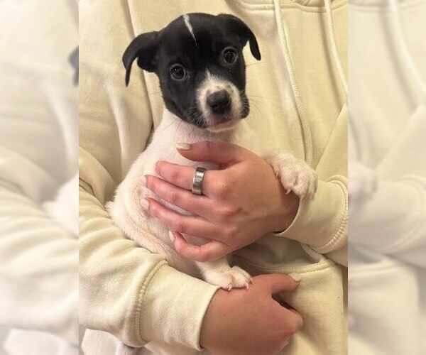 Medium Photo #8 Boxador Puppy For Sale in Lakewood, CO, USA