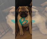 Puppy Hopper Pug