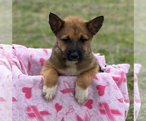 Medium Photo #5 Shollie Puppy For Sale in Sebec, ME, USA