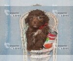 Small Photo #4 Aussiedoodle Puppy For Sale in SANGER, TX, USA