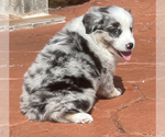 Small Photo #2 Miniature Australian Shepherd Puppy For Sale in HIALEAH, FL, USA