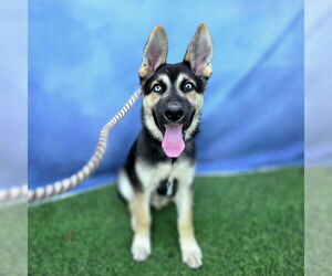 German Shepherd Dog-Unknown Mix Dogs for adoption in Long Beach, CA, USA