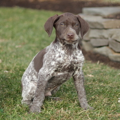 German Shorthaired Pointer Puppy for sale in GAP, PA, USA