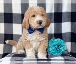 Small Photo #14 Labradoodle Puppy For Sale in LAKELAND, FL, USA