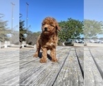 Small Photo #31 Poodle (Toy) Puppy For Sale in HAYWARD, CA, USA