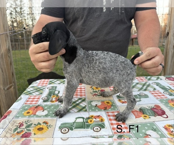 Medium Photo #11 German Shorthaired Pointer Puppy For Sale in ARGONNE, WI, USA