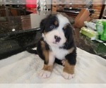 Small Photo #8 Bernese Mountain Dog Puppy For Sale in WATERFORD, MI, USA